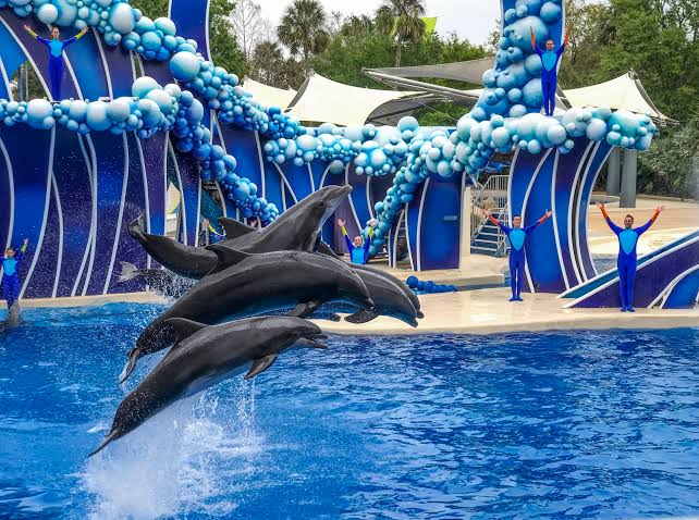 SeaWorld Orlando Confirms New 2026 Coaster as Part of Ongoing Thrill‑Ride Expansion