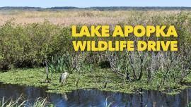 Apopka Wildlife Drive